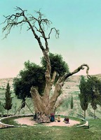 Мамврийский дуб в Хевроне. Фотография. 1900 г.