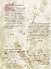 Страница с рисунками диких животных из сборника трактатов по медицине из мон-ря Монте-Кассино. 2-я пол. IX в. (Cassin. 97. P. 536)