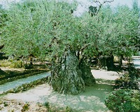 Древние маслины Гефсиманского сада
